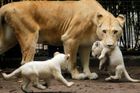 V královédvorské zoo se po 30 letech narodila mláďata vzácných lvů berberských