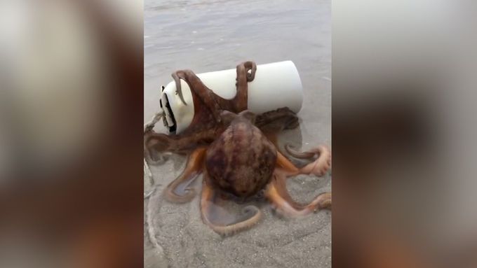 Australská bioložka se stala svědkem výjimečné události. Na pláži uviděla plastový válec. V něm se ukrývala chobotnice s vejci.