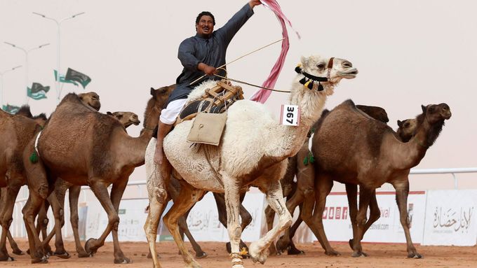 Přehlídka velbloudů v Saúdské Arábii.