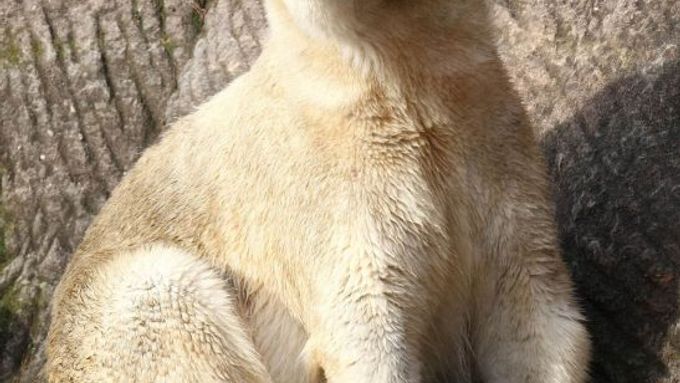 Do roku 2050 dvě třetiny světové populace ledních medvědů vymřou, tvrdí ochránci zvířat.