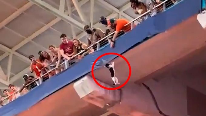 Kočka přežila pád ze stadionu díky pohotovému fanouškovi. Diváci začali nadšením šílet.