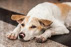 Lékařka zachraňuje psy před smrtí, lidé je kvůli koronaviru prodávají řezníkům