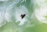 Křižáci rodu Gasteracantha patří k nejatraktivnějším pavoukům na Borneu. Jejich trnité tělo snadno upoutá pozornost, díky níž lze sledovat, jak si opravují pavučinu po úspěšném lovu. Snímek pořídil Petr Bambousek v Malajsii. (kategorie Bezobratlí).