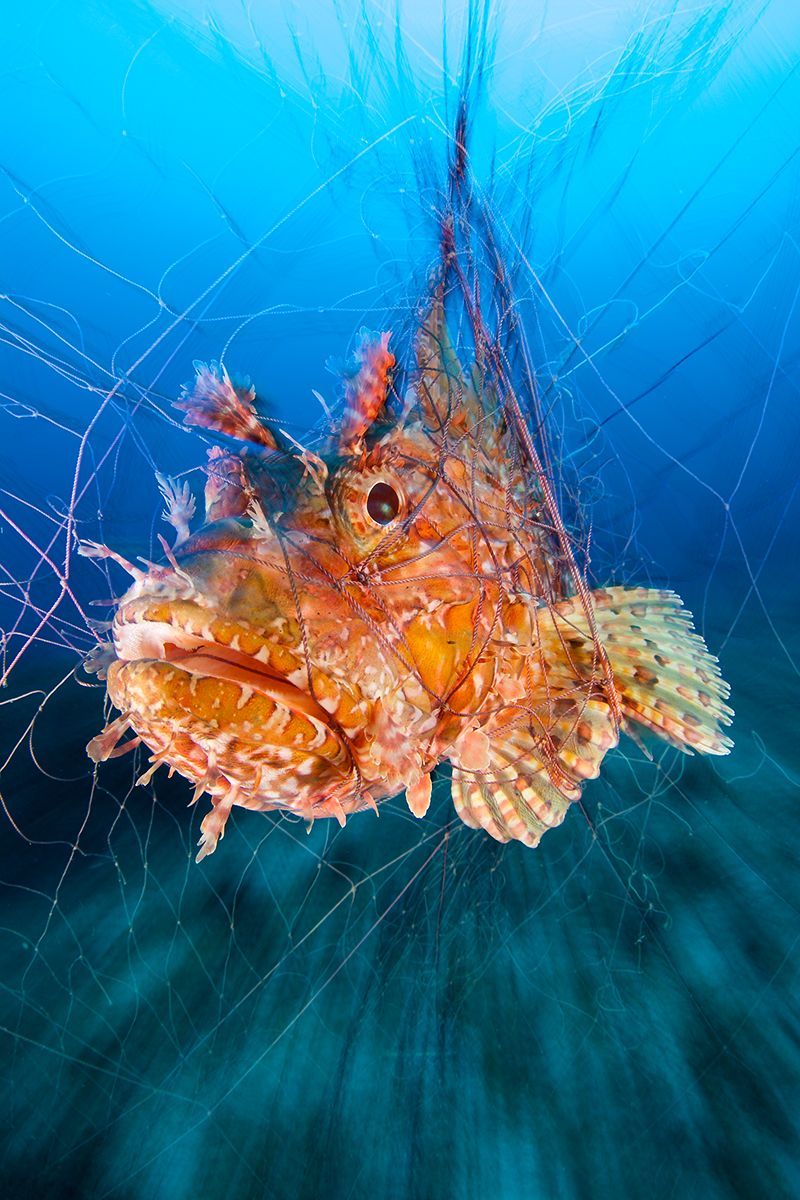 Underwater Photographer of the Year 2017: Vítězové soutěže