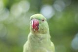 Alexandr malý: Tento zelený papoušek se rozšířil po Evropě, hnízdí například už i v Polsku. „Je konkurencí pro naše domácí ptáky, co se potravy i chování týče - tito papoušci dělají hrozný hluk. Spousta domácích druhů se jim chce vyhnout a radši odletí jinam,“ popisuje Kutlvašr.