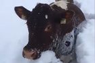 Kamzík pod lavinou, krávy brodící se sněhem. Přívaly sněhu zaskočily i zvířata