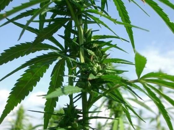 Marihuana a zdraví Marihuana