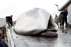Peníze z fondu na tsunami dotují velrybářské výpravy