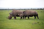 Němci chtějí zachránit vymírající nosorožčí druh. Poprvé zkusí umělé oplodnění