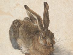 Albrecht Dürer: Zajíc, 1502