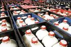 Mléko zlevňuje, mlékárny se bojí krachu