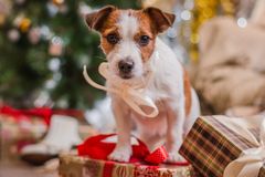 Pes není dárek, pod stromeček nepatří. Útulky v Německu zakazují adopce před Vánoci