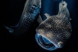 Scény z podmořského života tak výjimečné, že je obdivují i přírodovědci, vítězily letos v mezinárodní soutěži Underwater Photographer of the Year. Absolutním vítězem se stal Rafael Fernandez Caballero ze Španělska s touto fotografií žraloků obrovských. (Fotoaparát Nikon z7 II, objektiv Nikon 8-15 mm,  ISO 5000, f/4,2, 1/80 s, osvětlení One OrcaTorch D950V, podvodní pouzdro Isotta Z7II/Z6II).