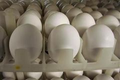 Velikonoční vejce pocházejí z cel, kde se slepice nehne