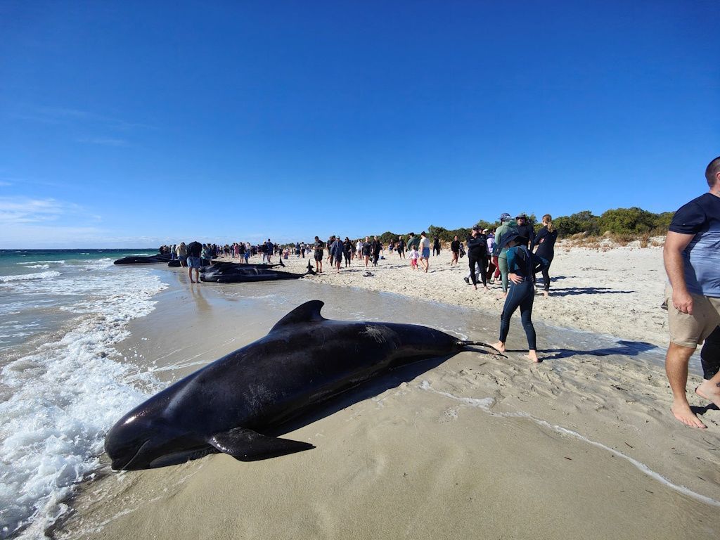 Velryby kulohlavci Austrálie
