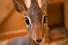 VIDEO Nejmenší antilopa na světě měří jen 20 cm