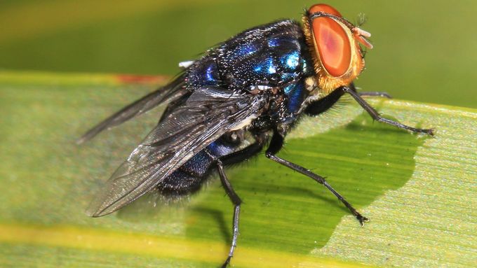Lidožravá moucha Cochliomyia hominivorax - bzučivka lidožravá.