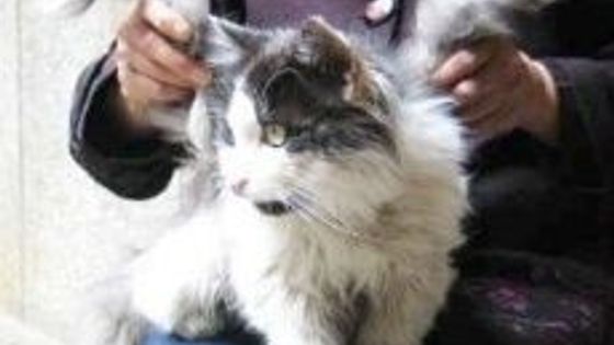 Okřídlené kočky mají křídla jen na ozdobu