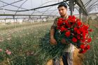 Palestinský farmář nese náruč karafiátů určených pro vývoz z Gazy. Izrael dočasně zmírnil blokádu a palestinští pěstitelé mohou k Valentýnu do Evropy vyvézt 25 tisíc rudých karafiátů.
