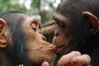 Periskop: Šimpanze čeká penze, věda už je nepotřebuje