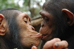 Šimpanz chystal útoky na lidi v zoo. Dokáže plánovat