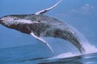 Nový návrh: Lov velryb ve jménu vědy už nebude možný