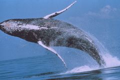Opuštěné velrybí mládě si našlo novou matku: jachtu