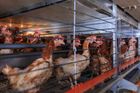 Umrzlá a udušená kuřata. Levné maso z USA může po brexitu zaplavit Británii