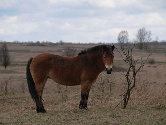 Exmoorský pony Divocí kopytníci zpět do české přírody