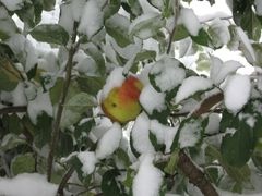 Sněhem zapadaná zahrada na Havlíčkobrodsku