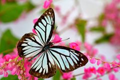 Zoologická zahrada v Ostravě otevřela expozici Motýlí louka