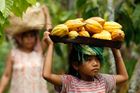 Kakao opět zdražuje, úrodu ohrožuje saharský vítr