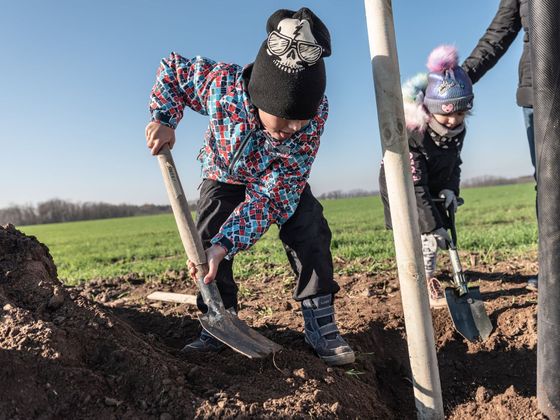 Jak se zapojit do sázení stromů Nadace Partnerství - sázení stromů