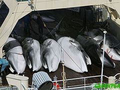 Sedm mrvých velryb čeká na zpracování na palubě japonské lodi Niššin Maru