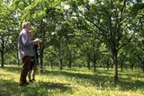 "Letos to vypadá na velmi dobrou úrodu," odhaduje Jiří Koňařík, ředitel pro zemědělskou výrobu. Dobrá úroda znamená 500 až 550 tun švestek. Každý strom může mít na sobě 10 až 50 kilogramů švestek podle odrůdy a roku, ve kterém se pěstuje.