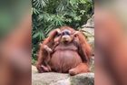 Ženě v zoo spadly brýle k orangutanovi. To, co následovalo, všem vyrazilo dech
