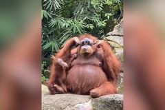 Ženě v zoo spadly brýle k orangutanovi. To, co následovalo, všem vyrazilo dech
