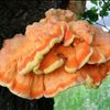 houby sírovec žlutooranžový