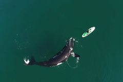 Ženy zažily uhrančivé setkání. Jedna z velryb náhle zvedla ploutev proti paddleboardu