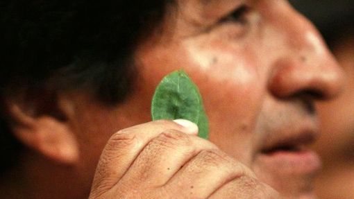 Tohle je koka, ne kokain, prohlásil bolivijský prezident Evo Morales a požádal ve Vídni OSN, aby ji vyjmula z listiny zakázaných látek