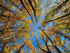 Oku lahodící pohled do podzimem vybarvených korun stromů.