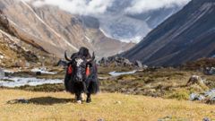 Nepálská dovolená pod stanem v horách