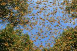 Jaime Rojo (Španělsko / National Geographic): Záchrana motýlů monarchů stěhovavých. Severoamerický a středoamerický vítěz World Press Photo v kategorii Série snímků (ukázka ze souboru fotografií).