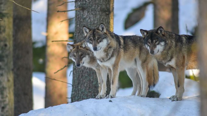 Přejetý vlk přišel do Česka z Alp. Někteří jedinci zvládnou urazit stovky kilometrů