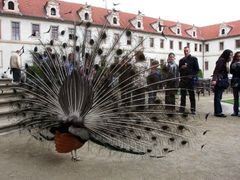 Senát může vydat jen zákonné opatření. To se ale může stát dodatečně zákonem