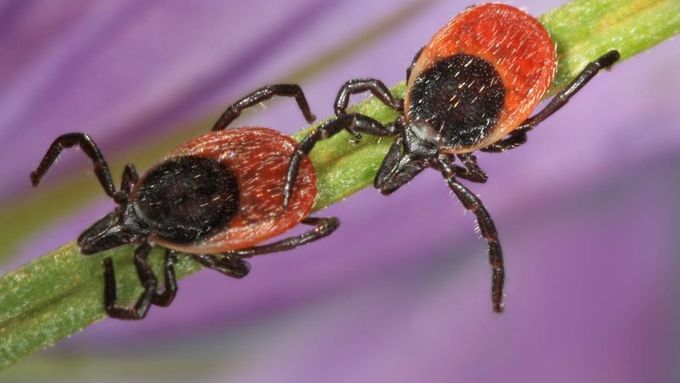 Klíště obecné (latinsky Ixodes ricinus) se řadí mezi roztoče a cizopasníky a je příbuzné pavoukům.
