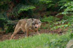 Liberecký kraj zaplatí 35 tisíc za ovce, které roztrhali vlci na Českolipsku