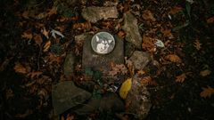 hřbitov Bohnice hřbitov bláznů