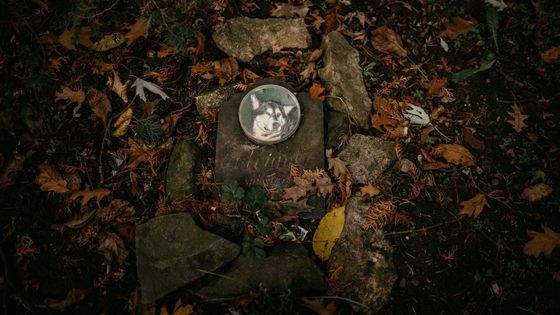 Neobyčejné místo na okraji Prahy: jak vypadá opravdický hřbitov domácích mazlíčků?
