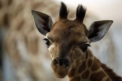 Žirafa v zoo uhynula s 20 kilogramy plastů v žaludku